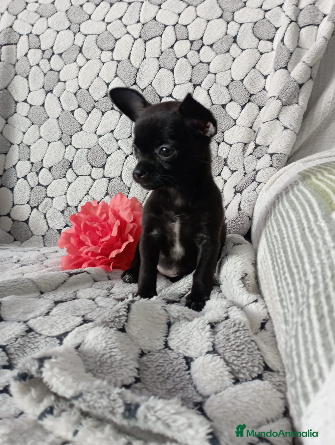 Chihuahua perros en venta: Chihuahua toy colores exóticos pelo largo y corto  - Anuncio 1