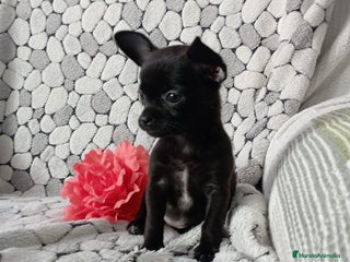 Chihuahua perros - Anuncio 1