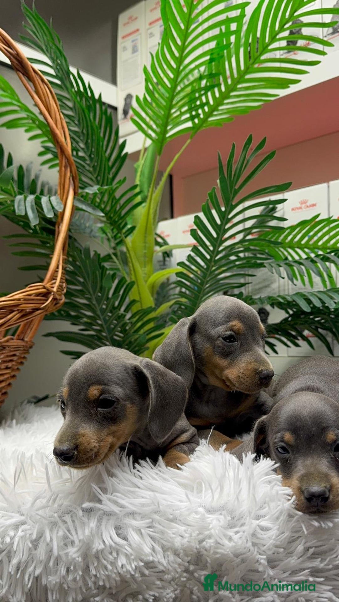 Teckel Miniatura perros en venta: TECKEL MINIATURA BLUE AND TAN - Anuncio 14