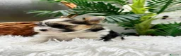 Yorkshire Terrier perros en venta: YORKSHIRE BIEWER - Anuncio 10
