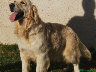 Golden Retriever perros Cachorros Golden dorados en Madrid - Anuncio 9