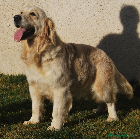 Golden Retriever perros en Madrid - Anuncio 14