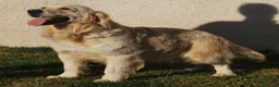 Golden Retriever perros en venta: Cachorros Golden dorados en Madrid - Anuncio 1