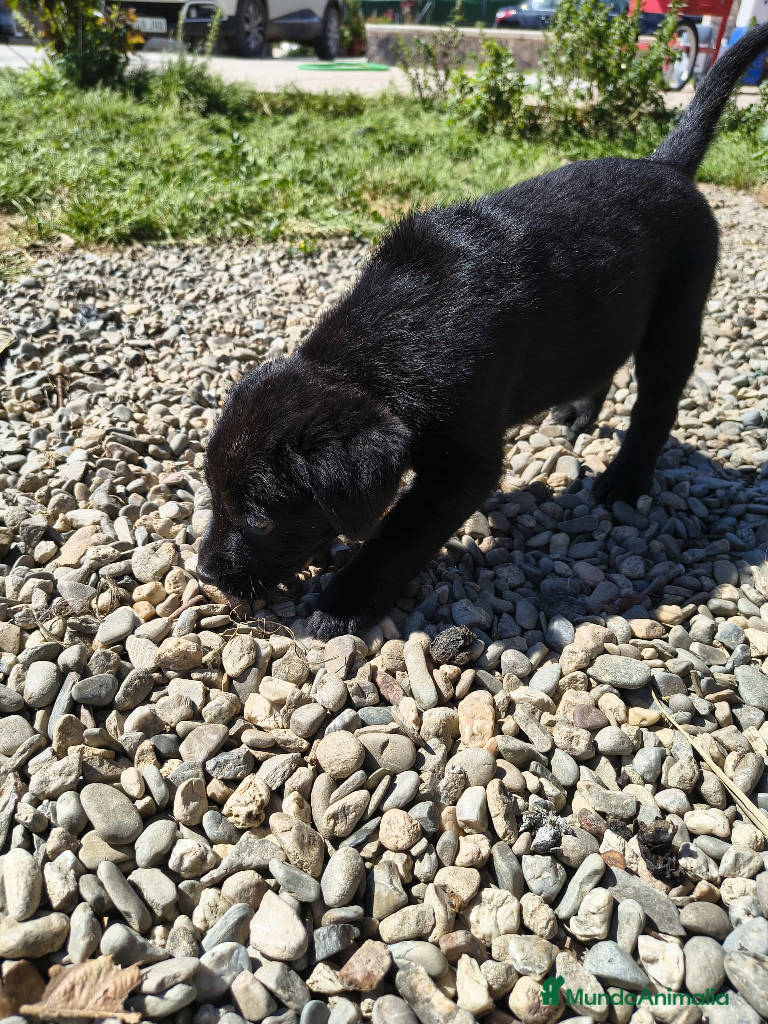 Labrador Retriever perros Última cachorra disponible!! - Anuncio 3