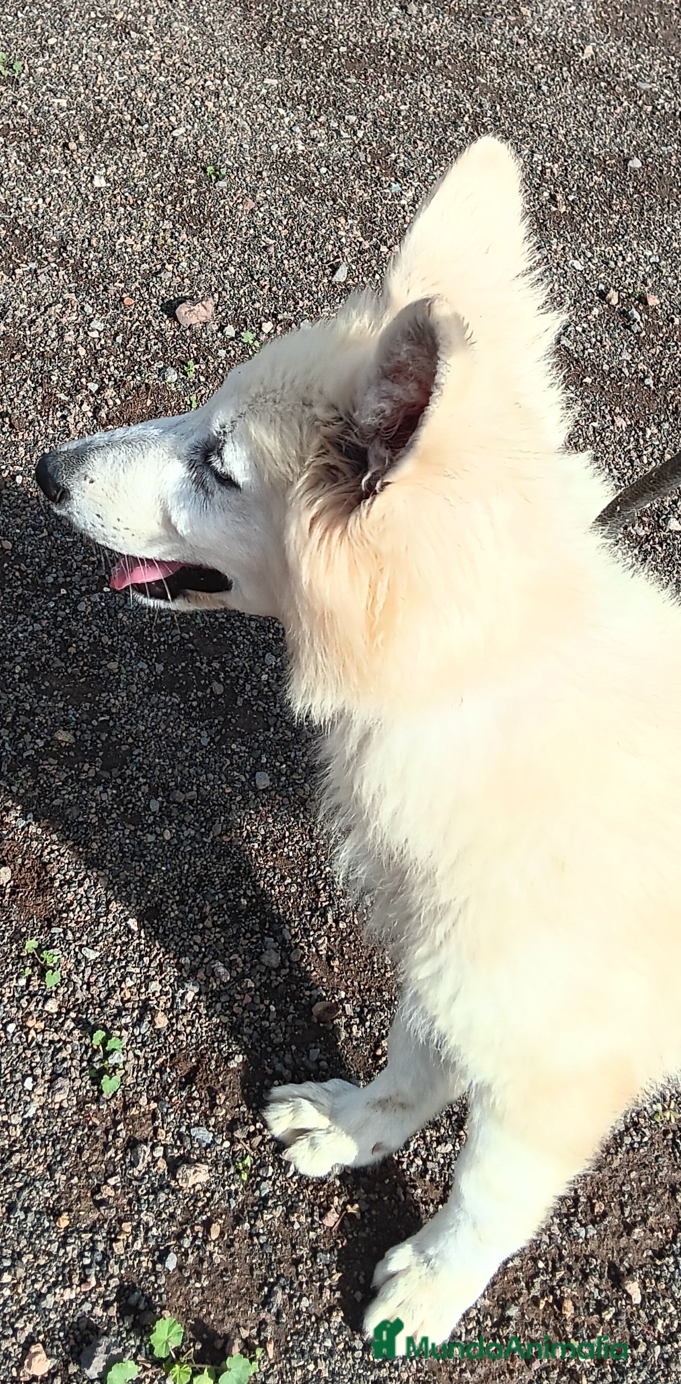 Pastor Blanco Suizo perros Pastor Blanco Suizo macho - Anuncio 3