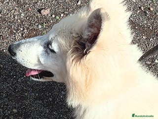 Pastor Blanco Suizo perros Pastor Blanco Suizo macho - Anuncio 3