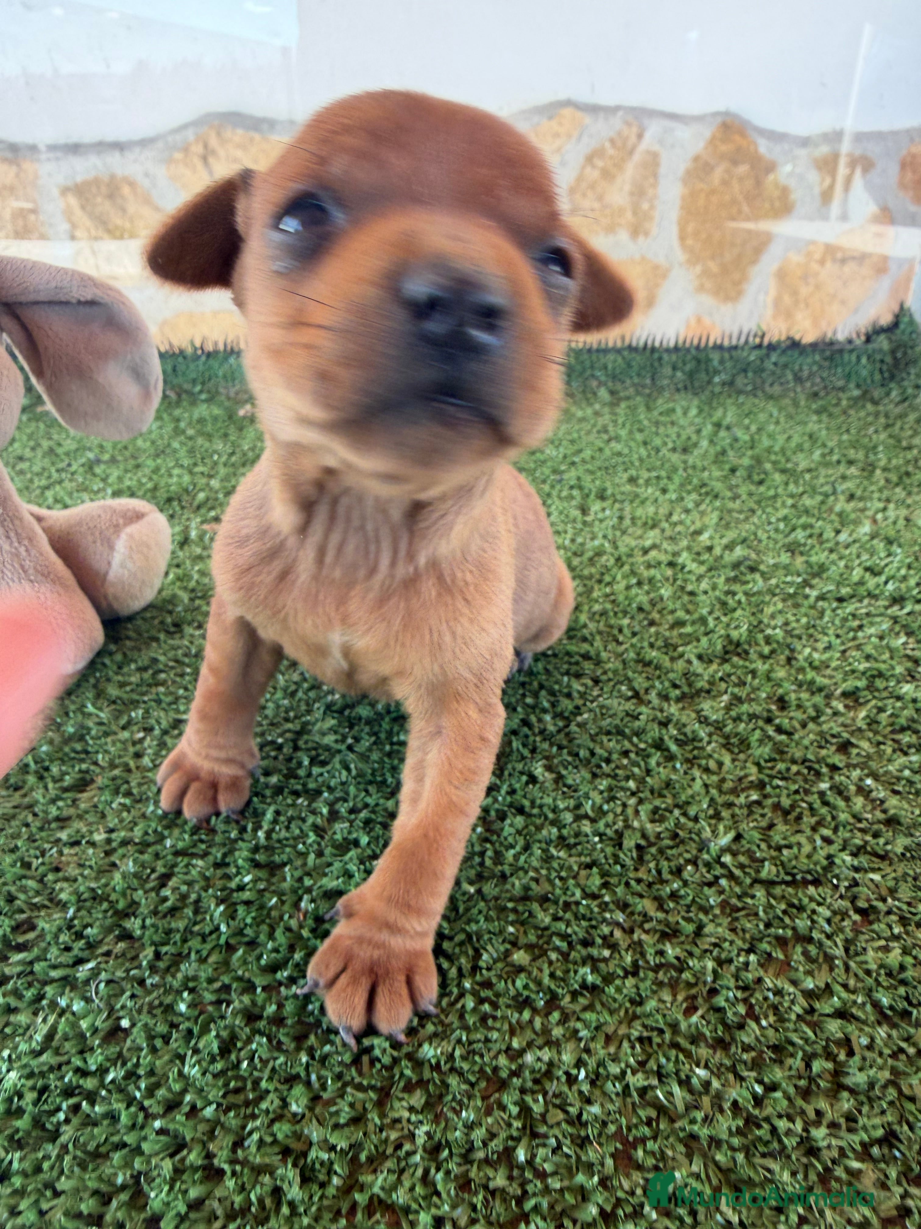 Pinscher Miniatura perros mini pinscher - Anuncio 2