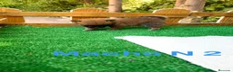 Shiba Inu perros en venta: Shiba Inu rojos y negros preciosos  - Anuncio 3