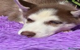 Husky Siberiano perros en venta: Husky rojo - Imagen 5