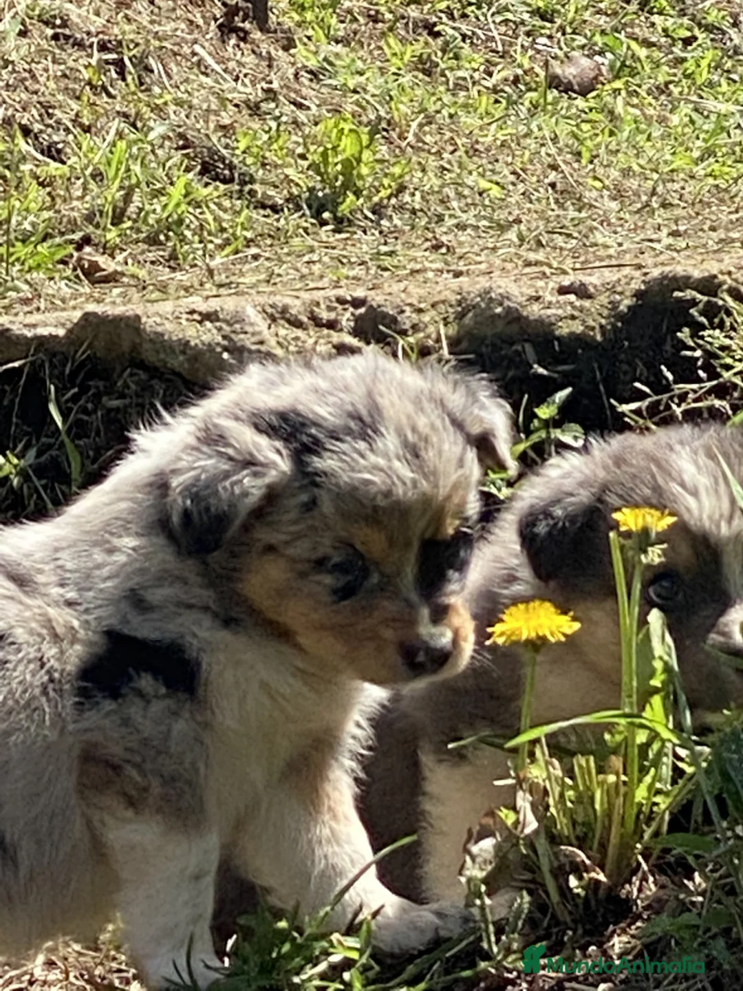 Border Collie perros en venta: Cachorros de Border collie  - Anuncio 2