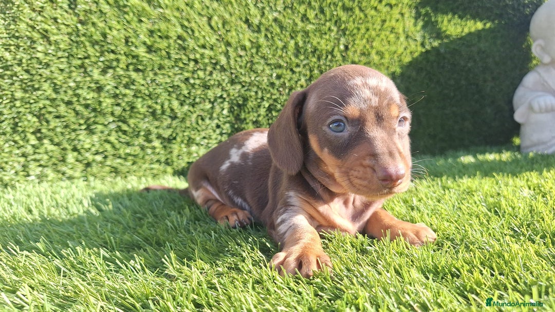 Teckel Miniatura perros en venta: Teckel kanichen hembras disponibles  - Imagen 6