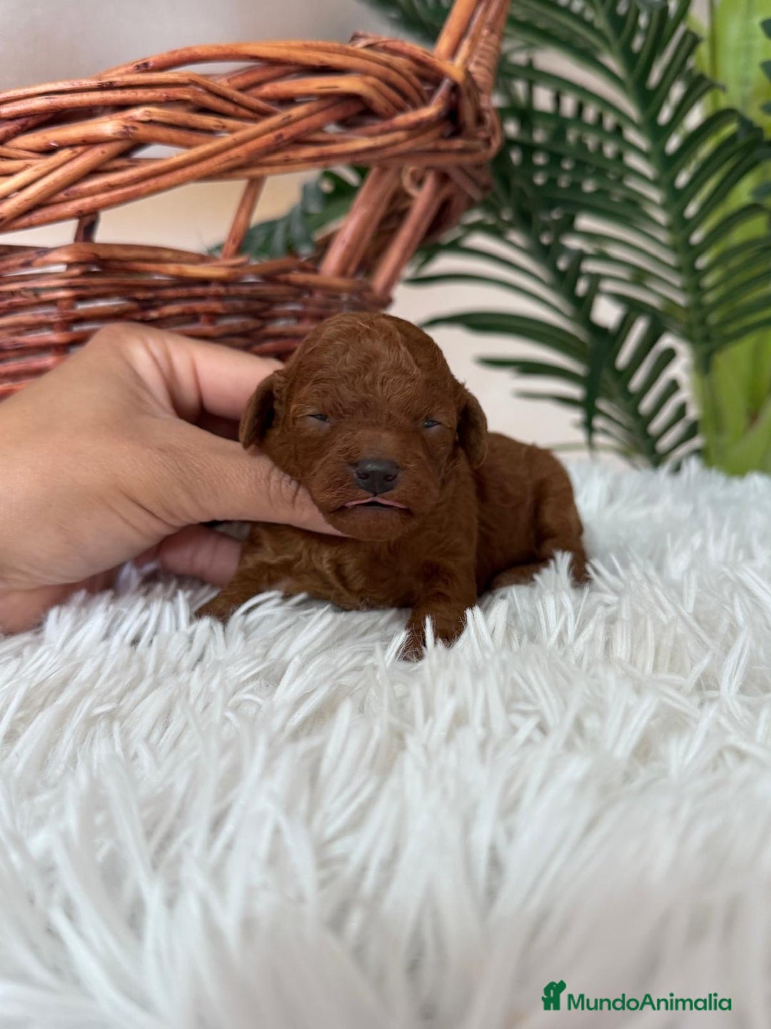 Caniche Toy perros en venta: CANICHE TOY ROJO - Anuncio 8