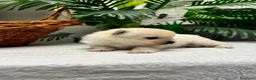 Pomerania perros en venta: POMERANIA - Anuncio 3