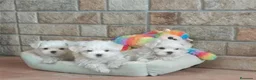Bichón Maltés perros en venta: CACHORROS DE BICHÓN MALTES - Anuncio 4