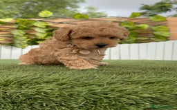 Caniche Toy perros en venta: CANICHE TOY HEMBRA - Imagen 13