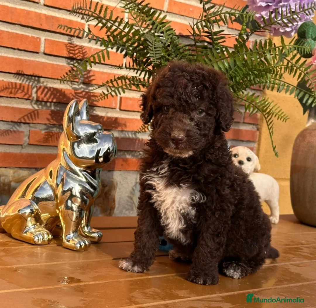 Perro de Agua Español perros en venta: Camada perro de agua español - Anuncio 1