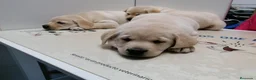 Labrador Retriever perros en venta: cachorros labrador retriever - Anuncio 3
