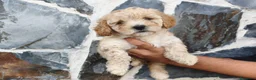 Raza Mixta perros en venta: CANICHE ENANA - Anuncio 2