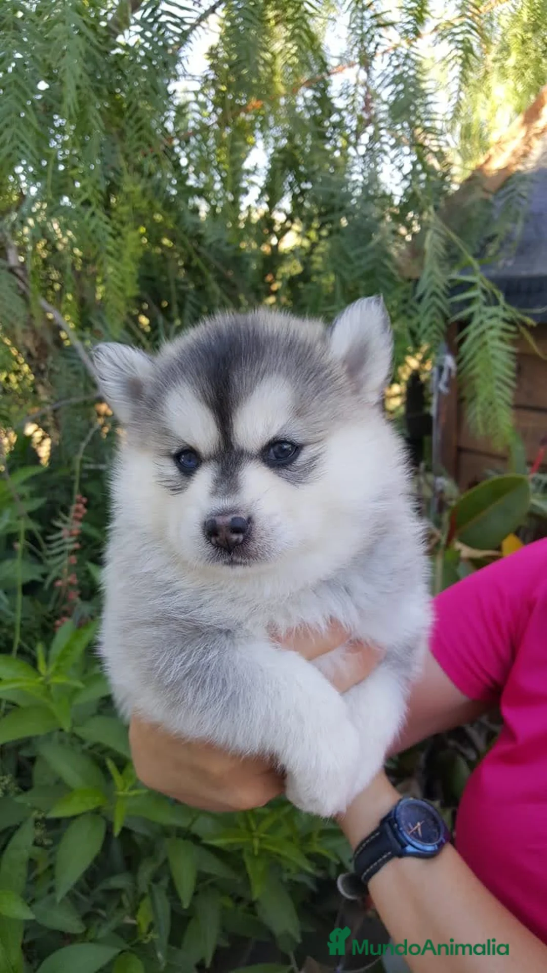 Husky Siberiano perros en venta: cachorros de husky siberiano - Anuncio 2