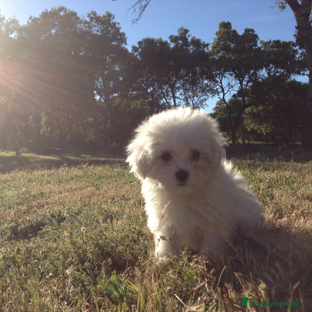 Bichón Maltés perros Bichon maltes toy en Madrid - Anuncio 2