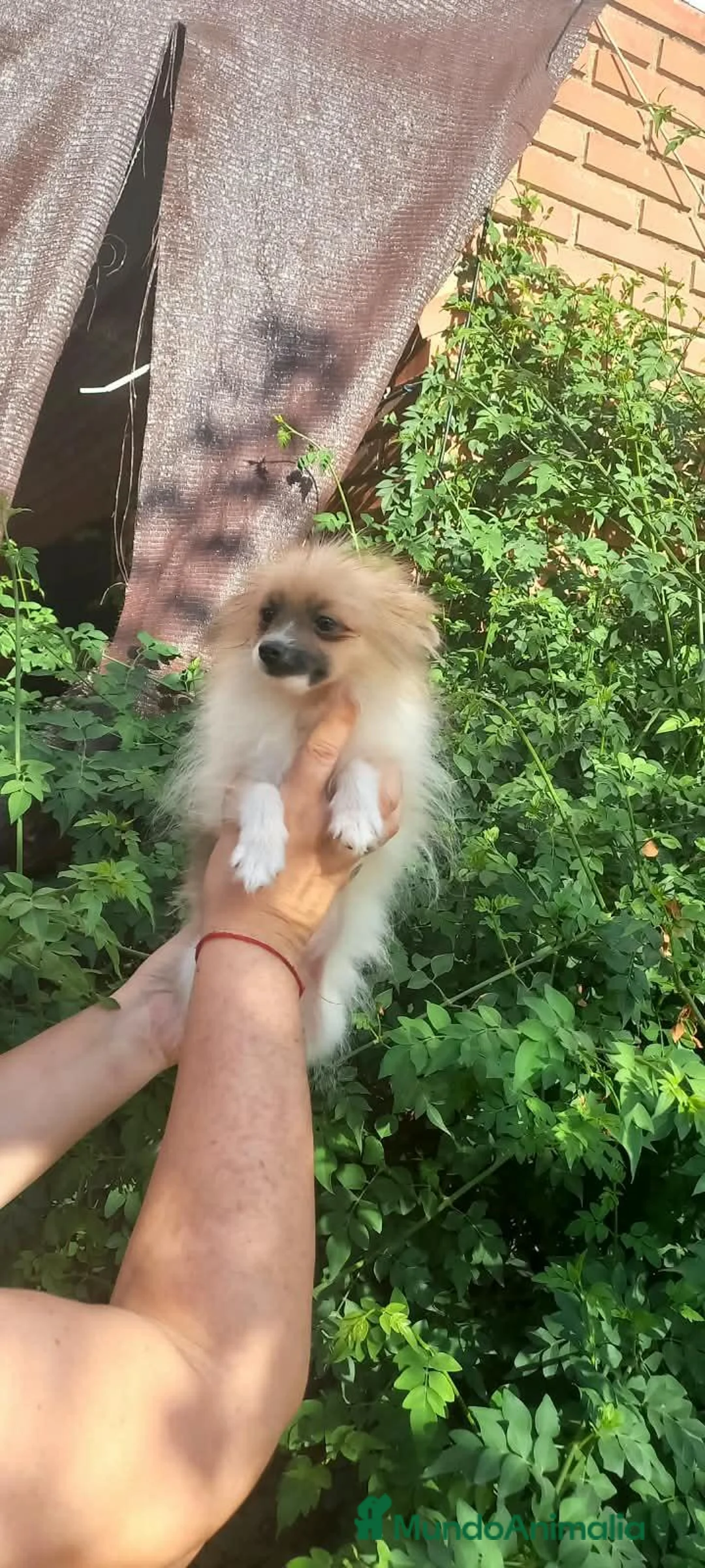 Pomchi perros en venta: Pomchi macho enano  - Anuncio 2