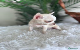 Chihuahua perros en venta: CHIHUAHUA HEMBRA - Imagen 8