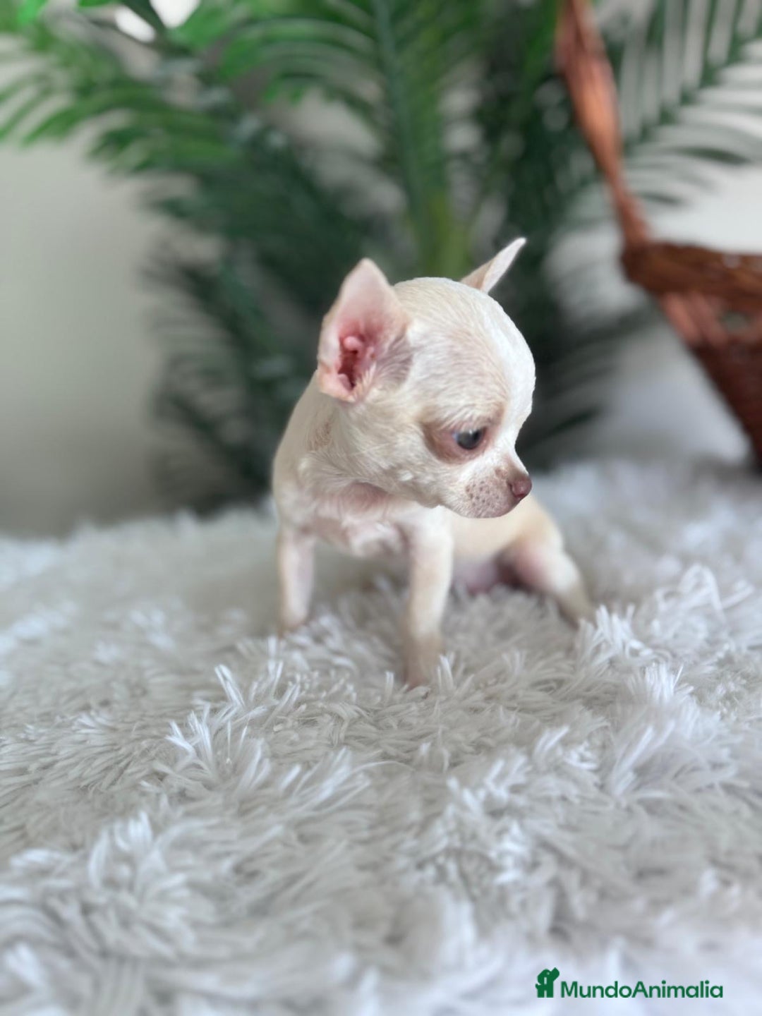 Chihuahua perros en venta: CHIHUAHUA HEMBRA - Imagen 8