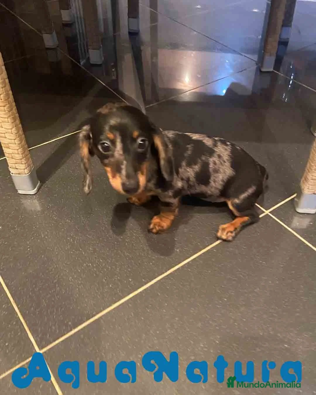 Teckel Miniatura perros en venta: Teckel Hembra de Tria y Luisiño 2015 AQUANATURA - Anuncio 1