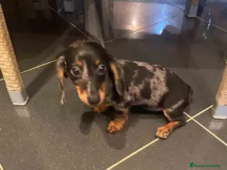 Teckel Miniatura perros Teckel Hembra de Tria y Luisiño 2015 AQUANATURA - Anuncio 5