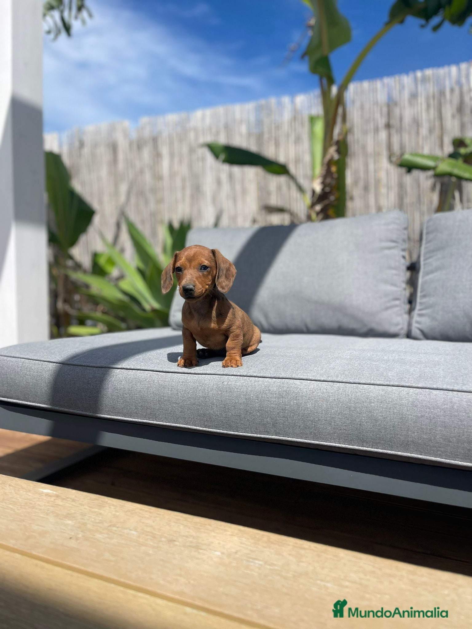 Teckel Miniatura perros TECKEL MINIATURA  - Anuncio 1