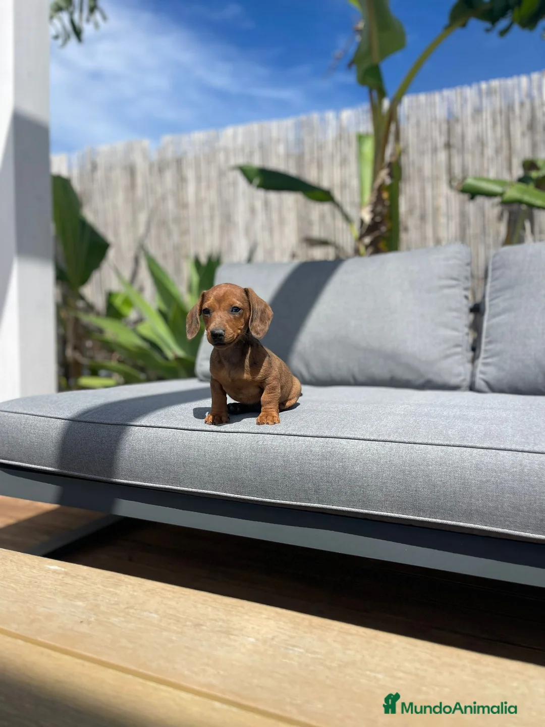 Teckel Miniatura perros en venta: TECKEL MINIATURA  - Anuncio 1