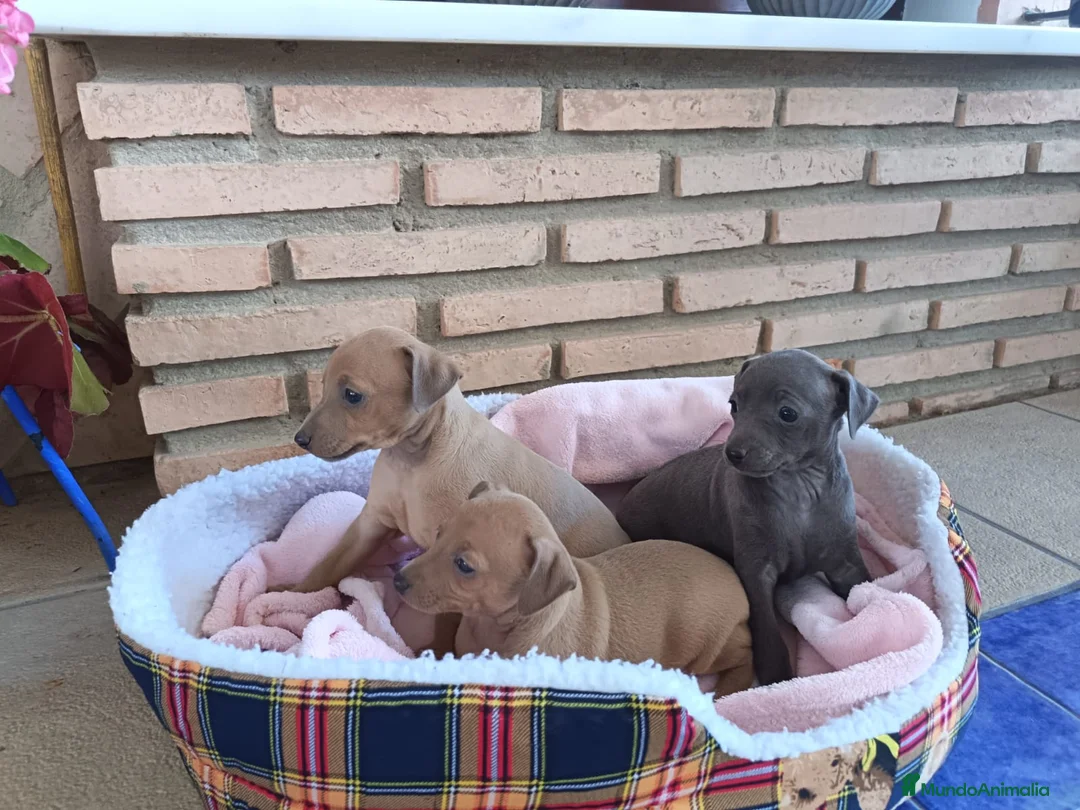 Pequeño Lebrel Italiano perros en venta: Lebrel Italiano  en Sevilla - Anuncio 1