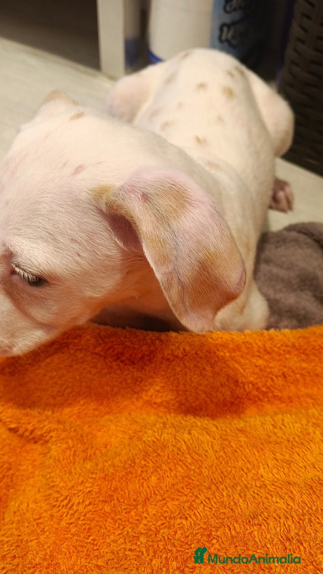 Dálmata perros en venta: Macho dalmata  - Anuncio 5