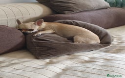 Chihuahua perros en venta: Chihuahuas de compañia - Imagen 5