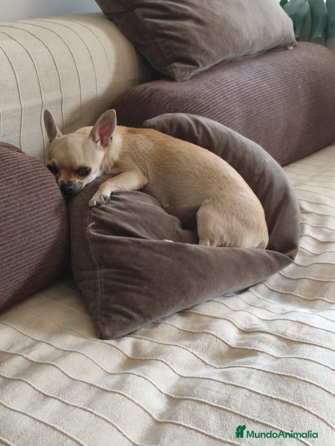 Chihuahua perros en venta: Chihuahuas de compañia - Imagen 5