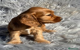 Cocker Spaniel Inglés perros en venta: Cocker dorado  - Imagen 4