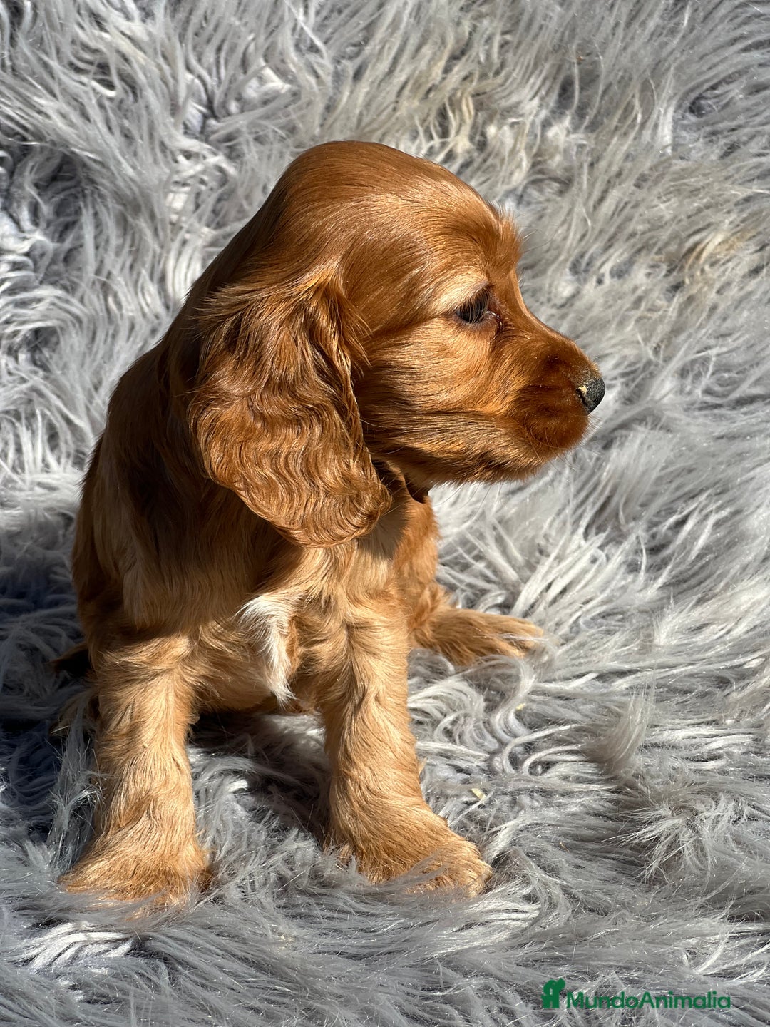 Cocker Spaniel Inglés perros en venta: Cocker dorado  - Imagen 4