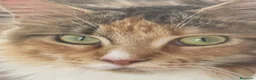 Maine Coon gatos en venta: Preciosa camada de cachorros Maine coon  - Anuncio 11