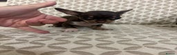 Chihuahua perros en venta: Chihuahua mini toy cabeza manzana  - Anuncio 1