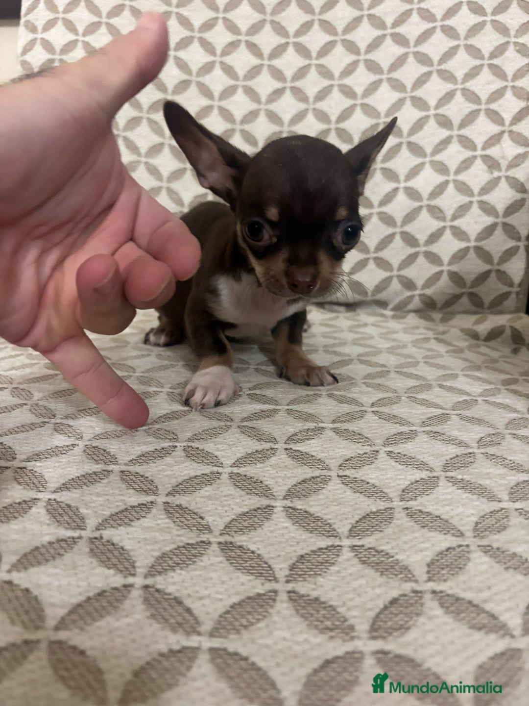 Chihuahua perros en venta: Chihuahua mini toy cabeza manzana  - Anuncio 1