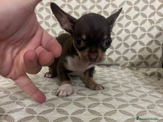 Chihuahua perros Chihuahua mini toy cabeza manzana - Anuncio 1