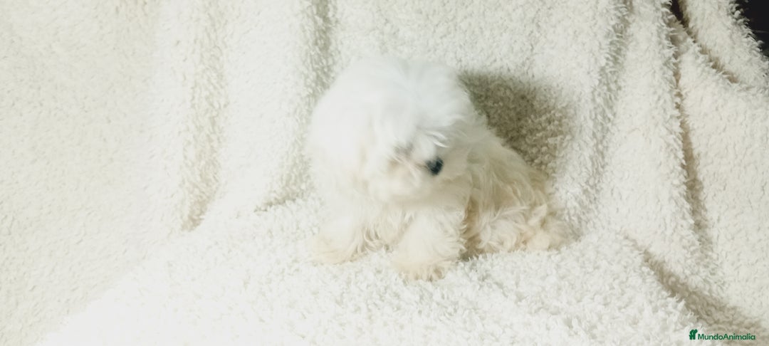 Bichón Maltés perros en venta: ‼️‼️Preciosa camada de bichón maltes toy - Imagen 3