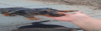 Teckel 1