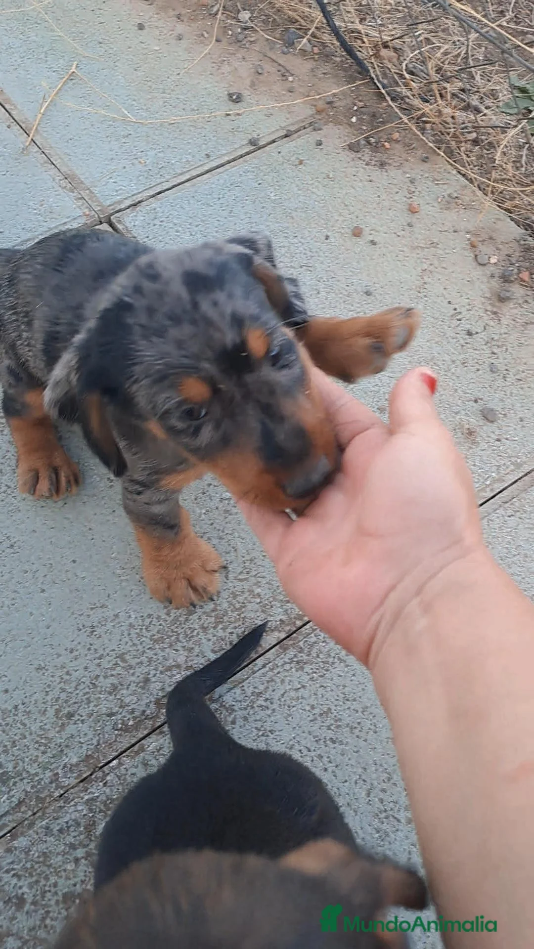 Teckel perros en venta: Teckel  - Anuncio 3