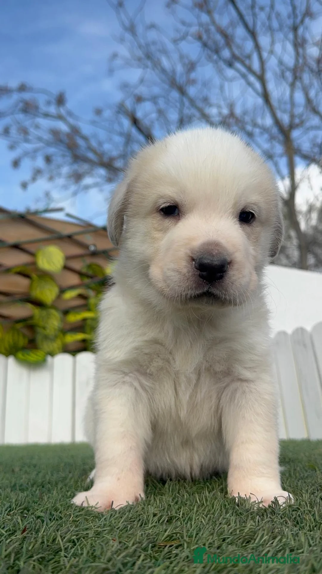 Mastín Español perros en venta: MASTIN ESPAÑOL - Anuncio 18