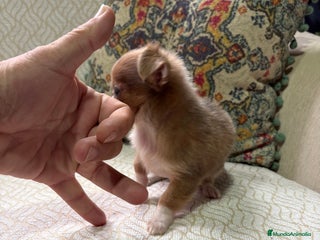 Chihuahua perros Chihuahua Toy hembra chocolate pelo largo - Anuncio 2