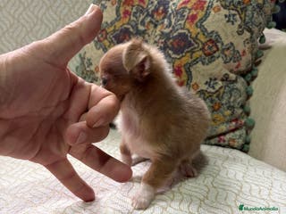 Chihuahua perros Chihuahua Toy hembra chocolate pelo largo - Anuncio 2