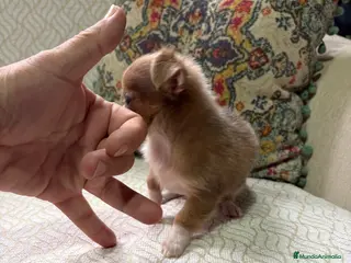 Chihuahua perros Chihuahua Toy hembra chocolate pelo largo - Anuncio 33