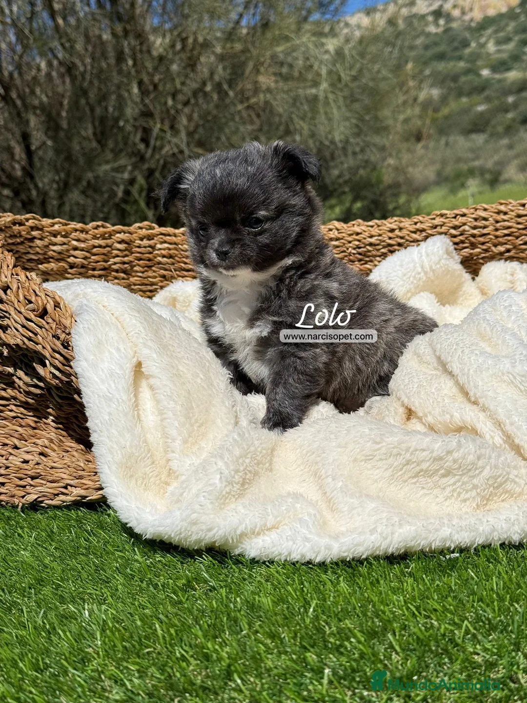 Chihuahua perros en venta: CHIHUAHUA PELO LARGO MACHO - Anuncio 6