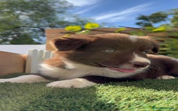 Border Collie perros en venta: BORDER COLLIE - Anuncio 1